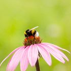 Fleißige Hummel