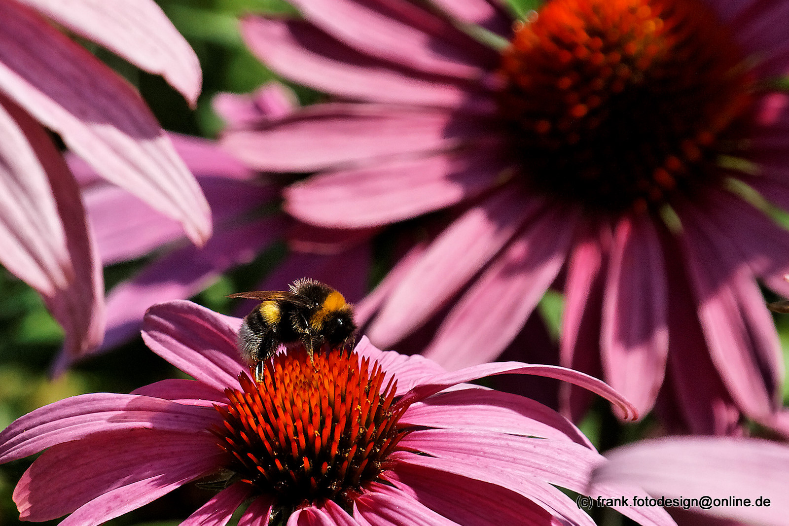 Fleißige Hummel.