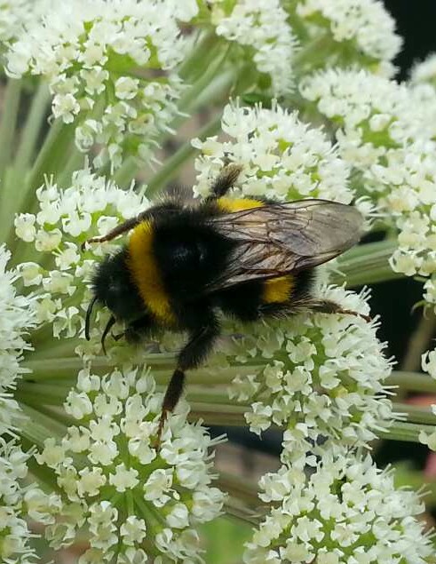 Fleißige Hummel