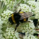 Fleißige Hummel