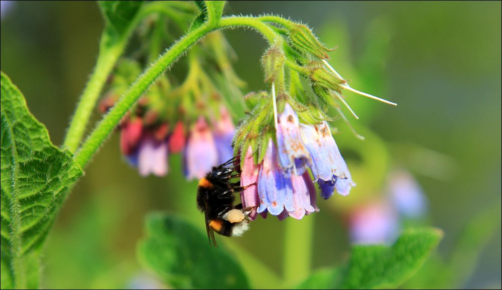 fleissige Hummel