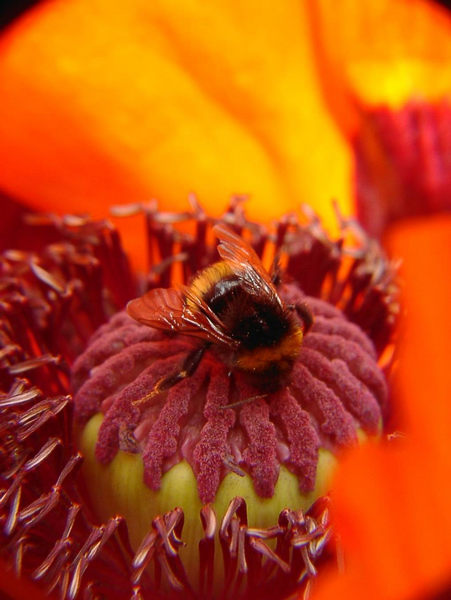 Fleißige Hummel