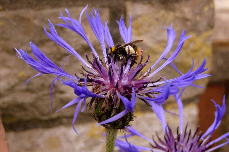 Fleißige Hummel