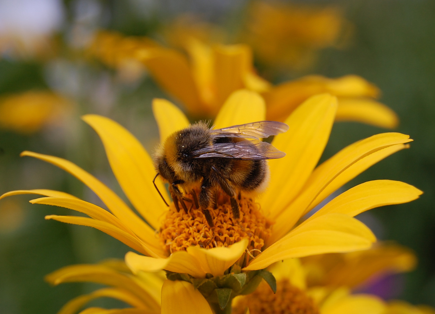 Fleißige Hummel...