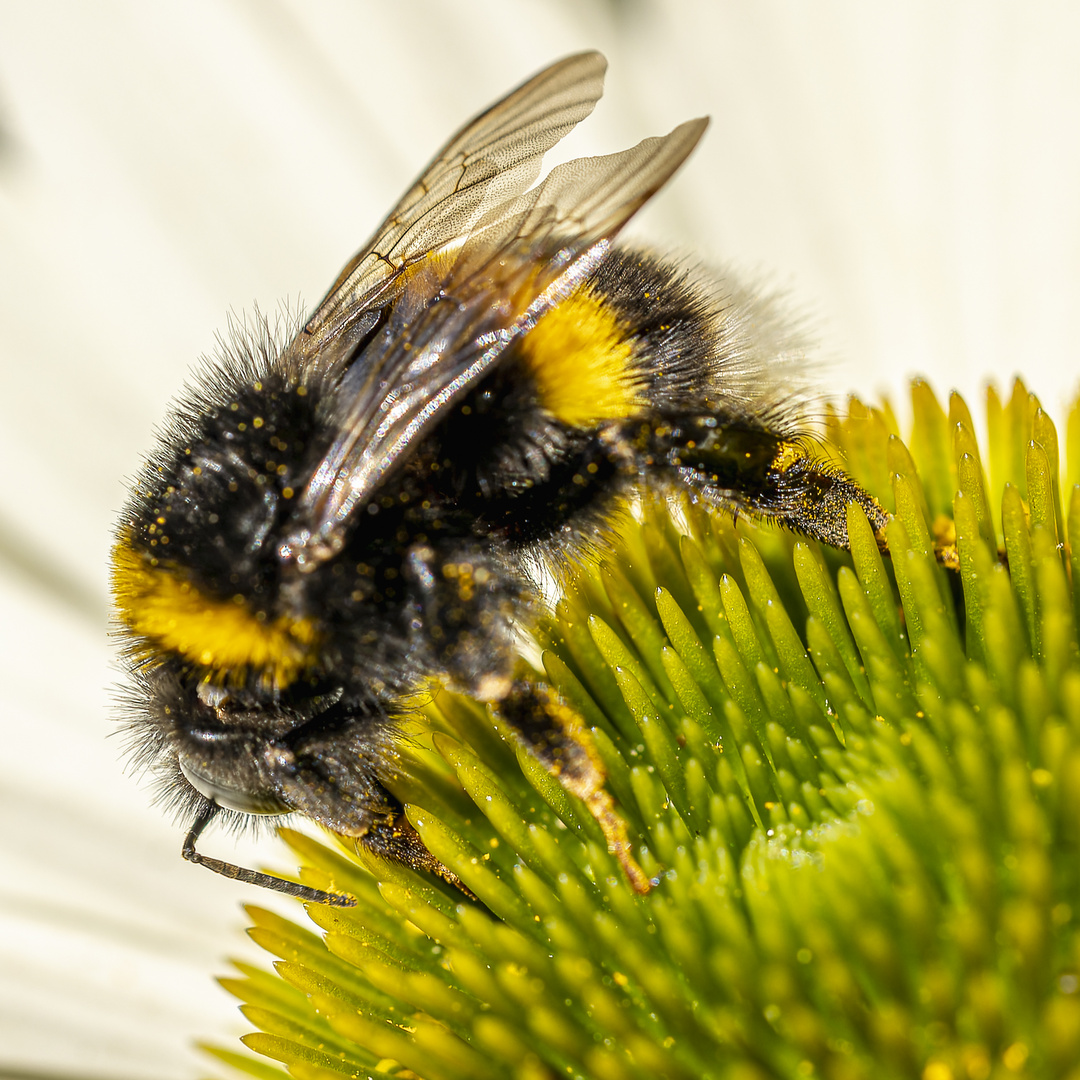 Fleißige Hummel...