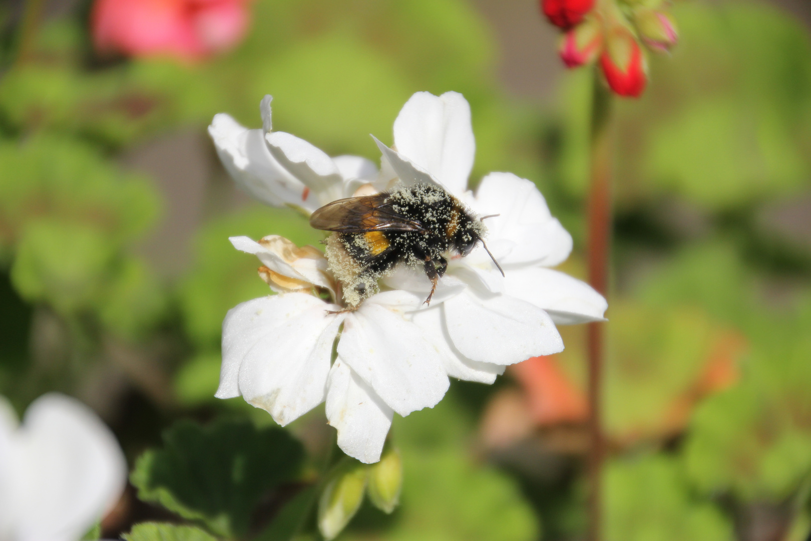 fleißige Hummel