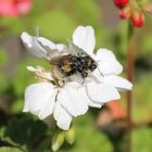 fleißige Hummel