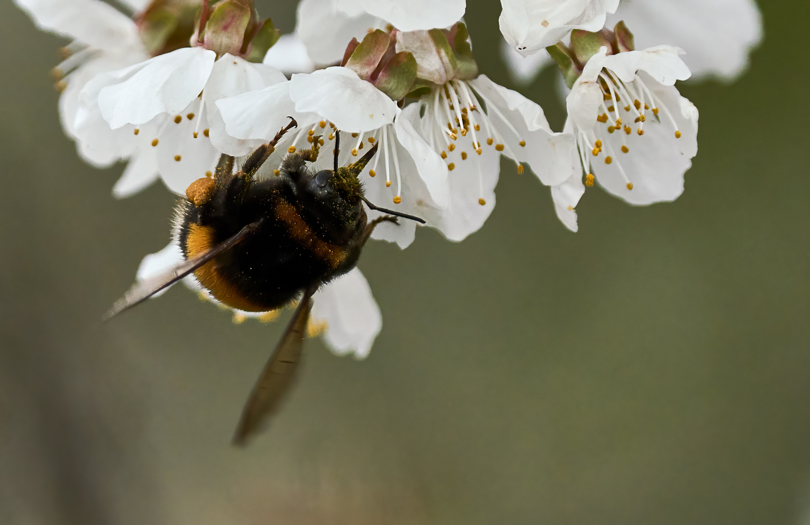 fleißige Hummel