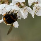 fleißige Hummel