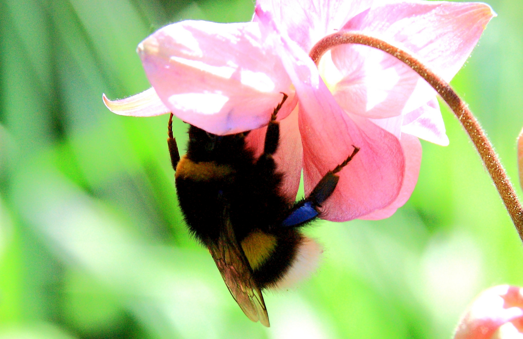 fleißige Hummel