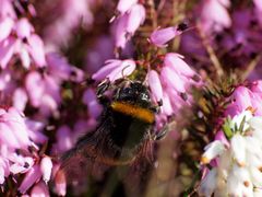 Fleissige Hummel