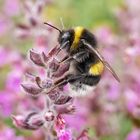 Fleißige Hummel 