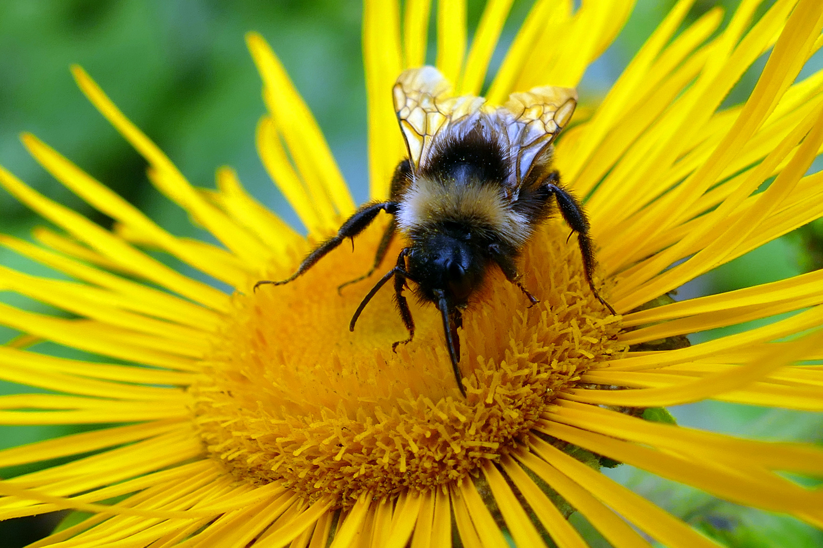 Fleißige Hummel