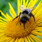 Fleißige Hummel