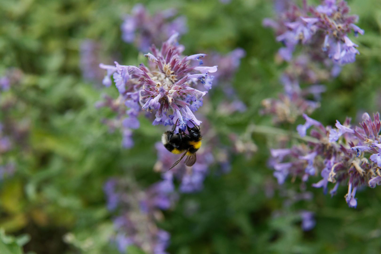 Fleißige Hummel