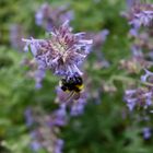 Fleißige Hummel