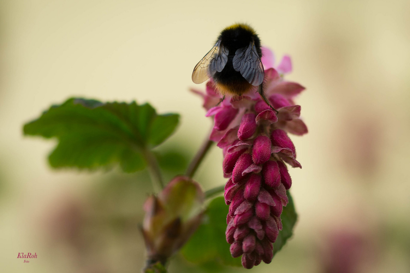 fleißige Hummel....