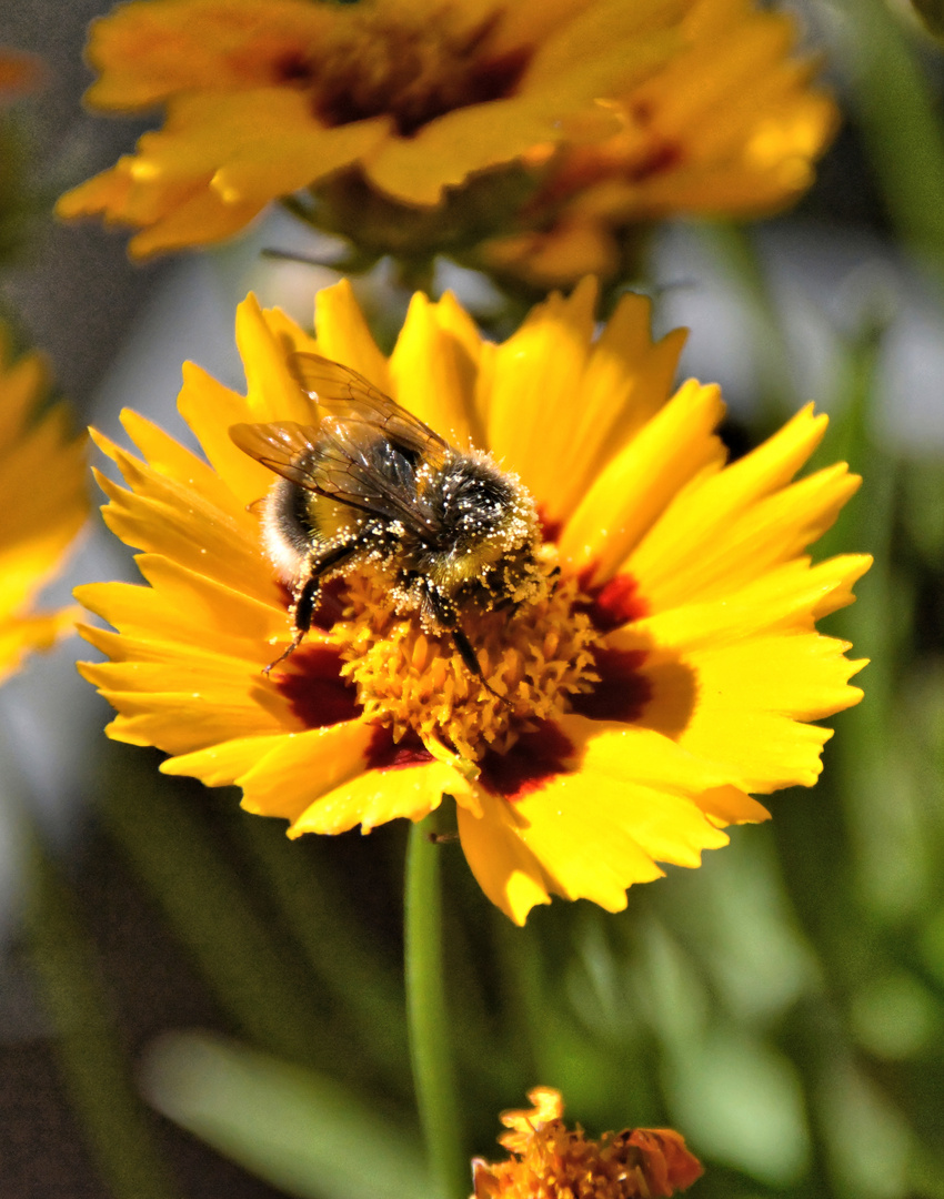 fleißige Hummel