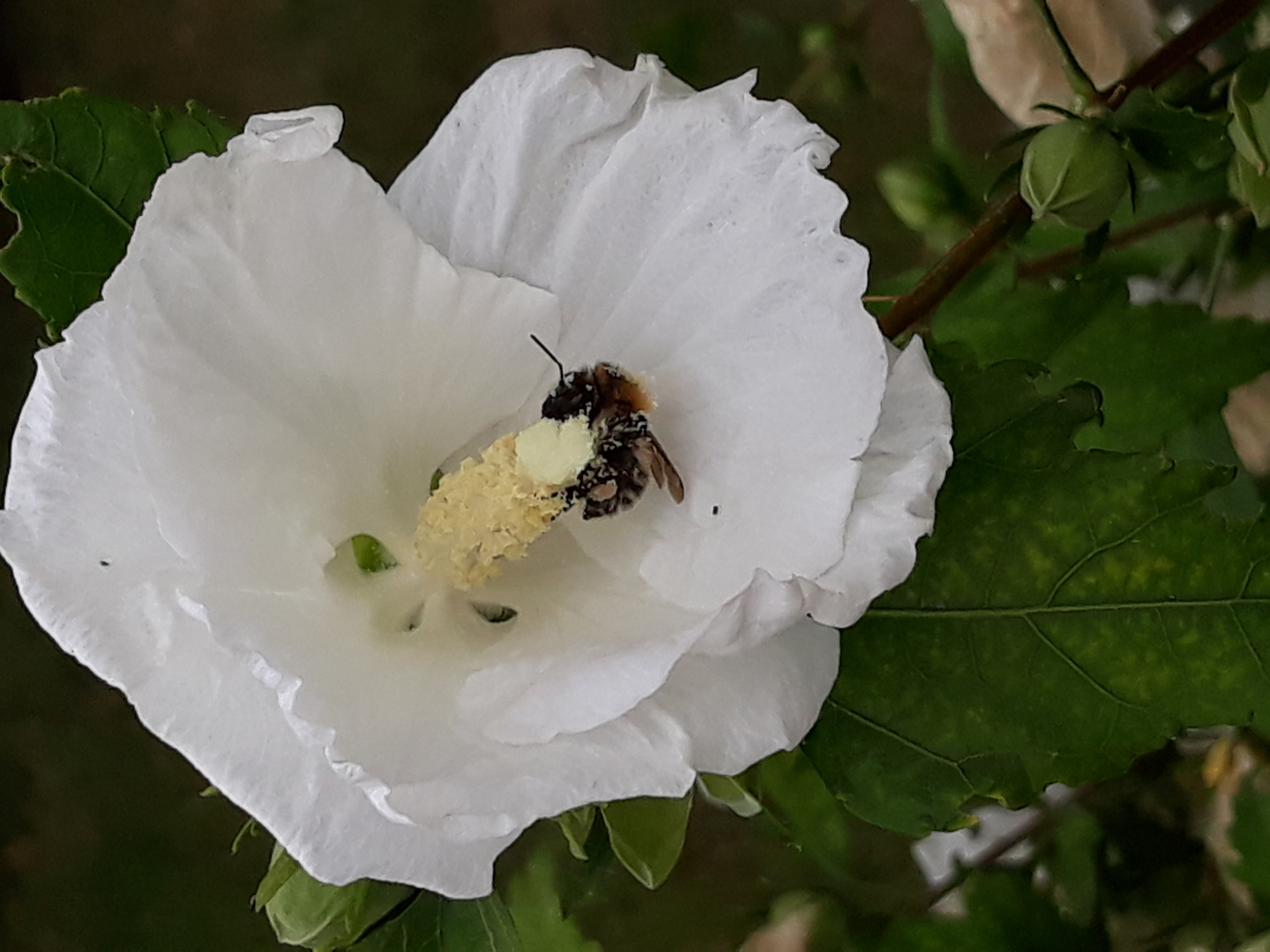 Fleißige Hummel