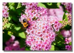 Fleißige Hummel