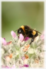 fleissige Hummel