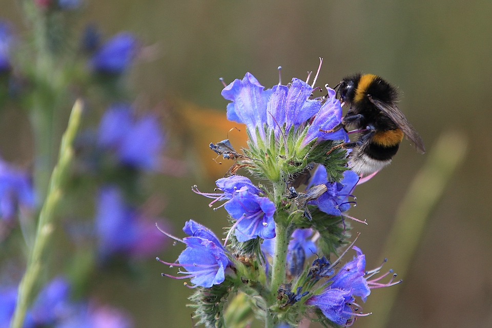 Fleißige Hummel