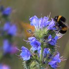 Fleißige Hummel