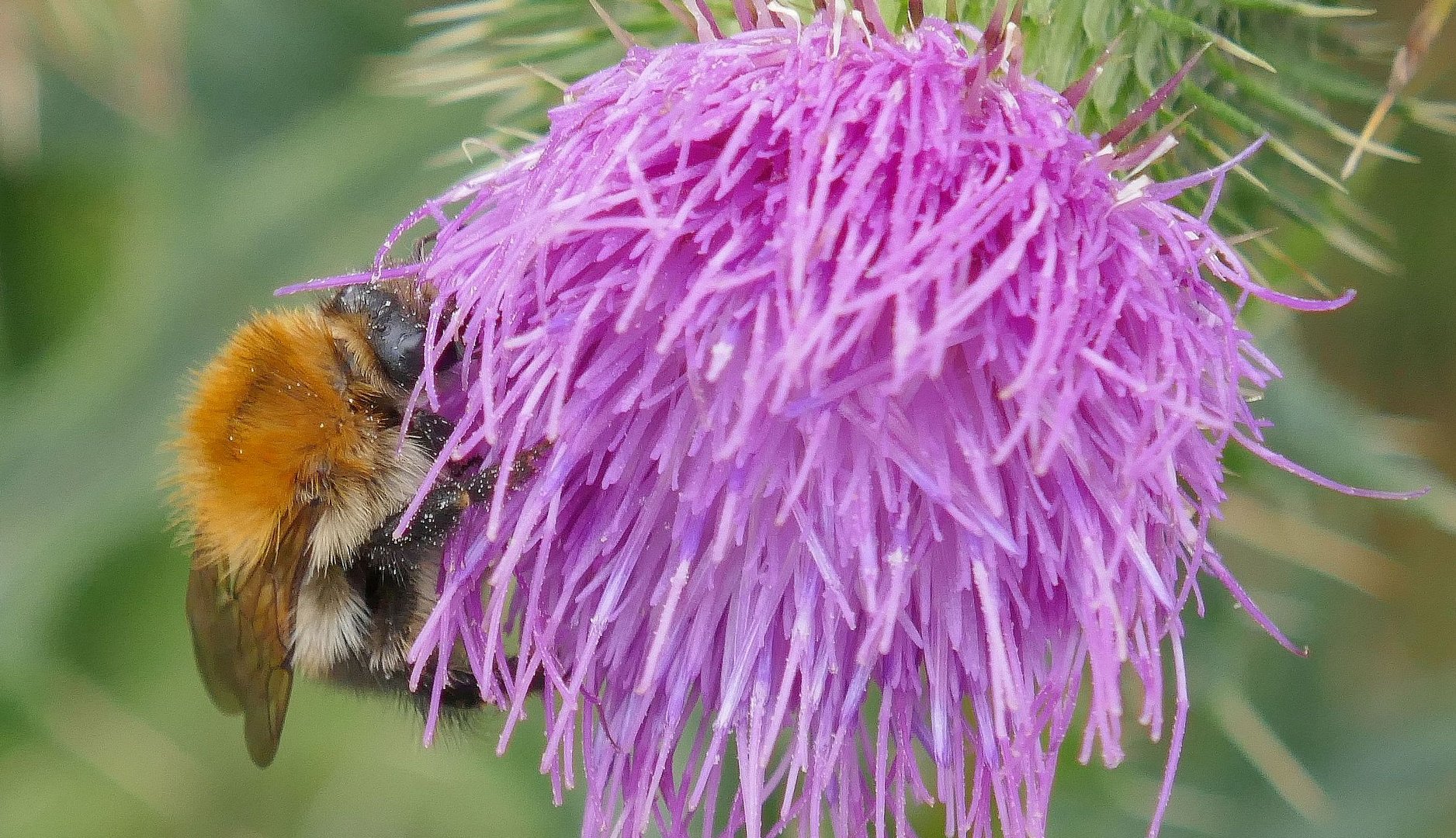 Fleißige Hummel