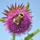 fleißige Hummel