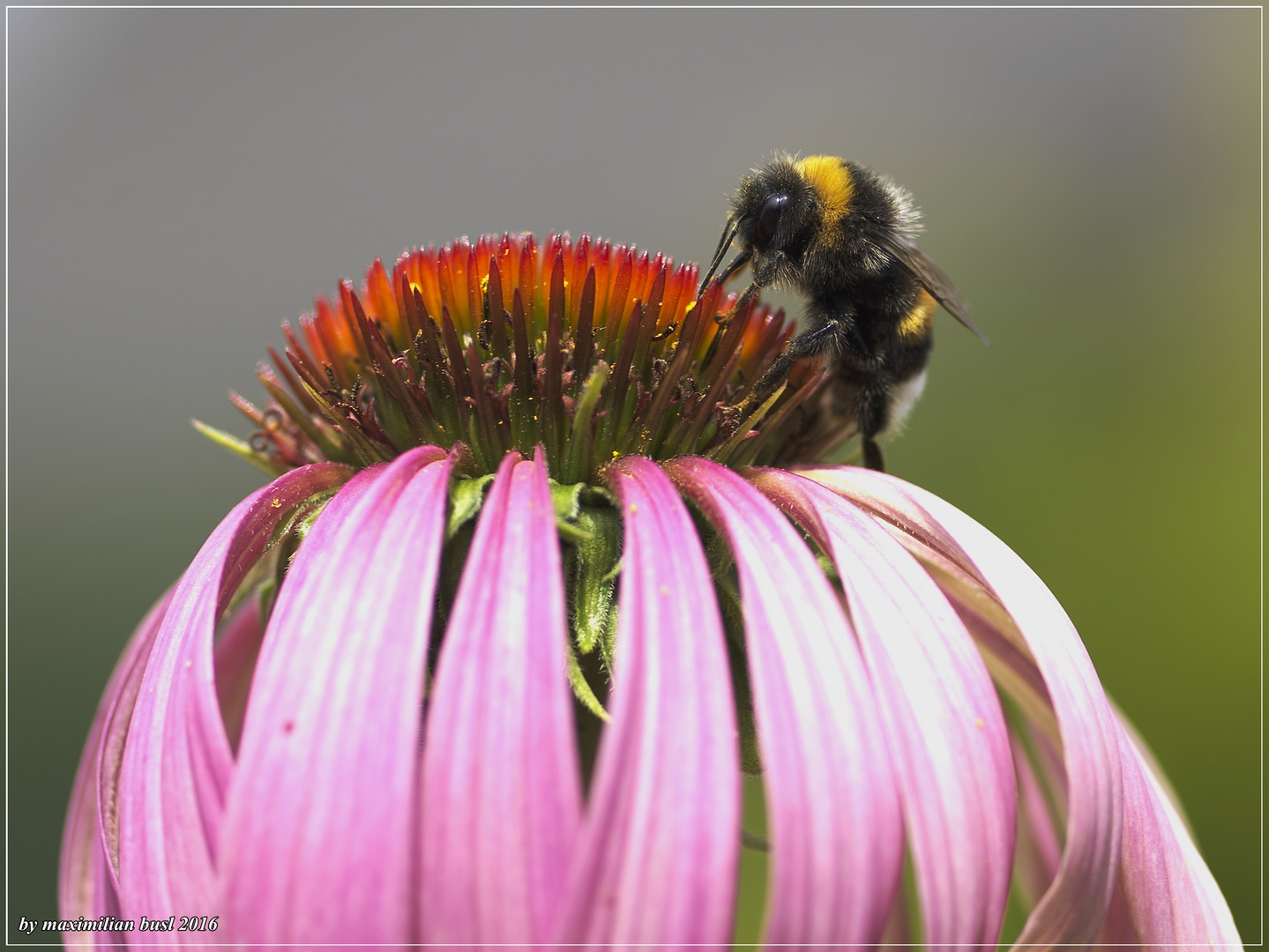 Fleißige Hummel