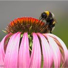 Fleißige Hummel