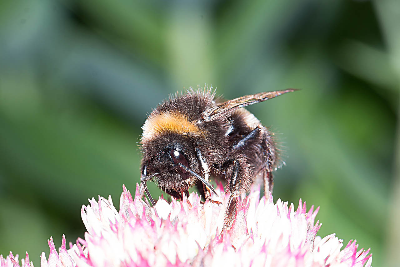 Fleißige Hummel