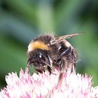 Fleißige Hummel