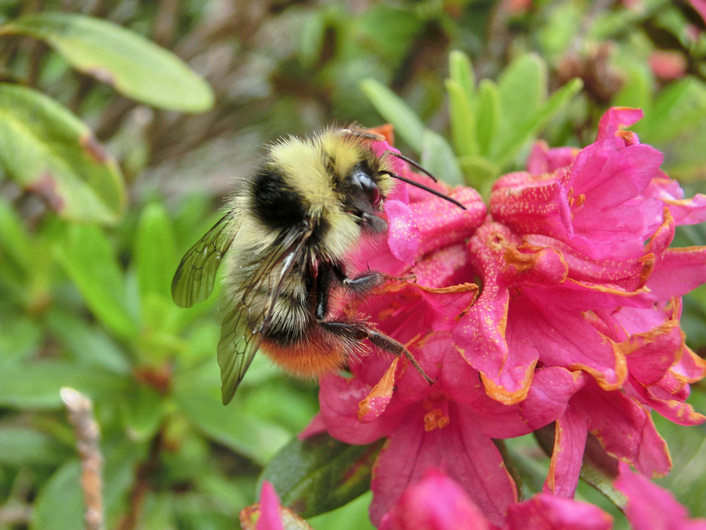 Fleißige Hummel