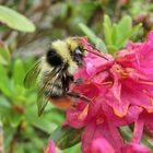 Fleißige Hummel