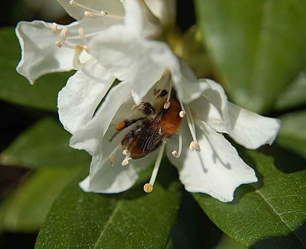 fleißige Hummel