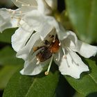 fleißige Hummel