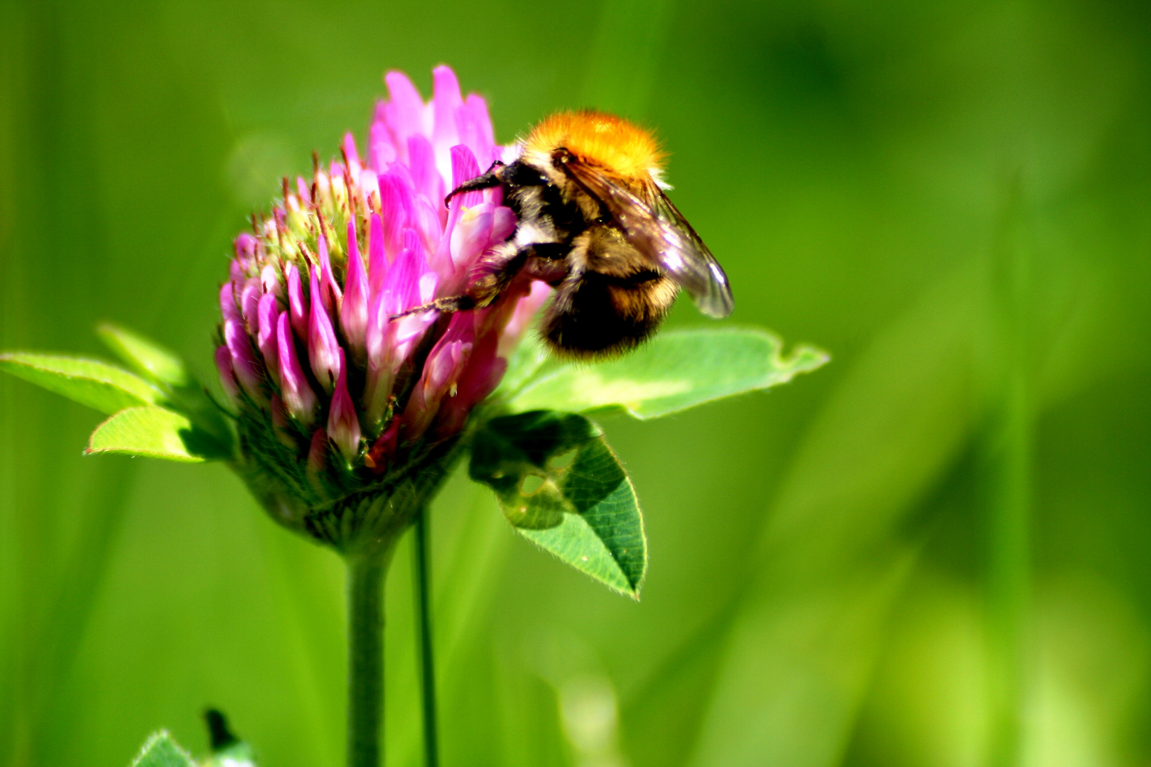 Fleißige Hummel