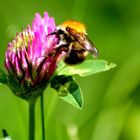 Fleißige Hummel