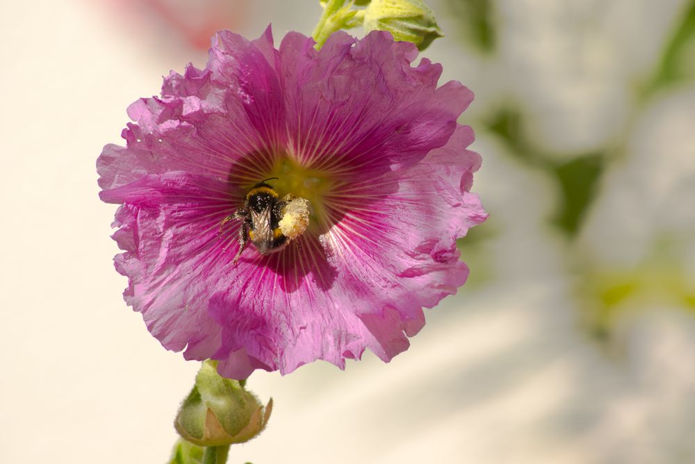 Fleißige Hummel....