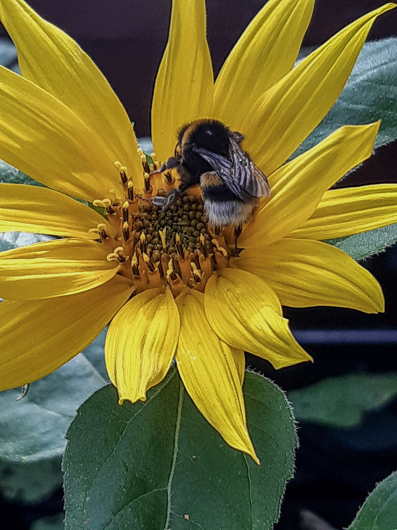 Fleißige Hummel