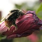 fleißige Hummel