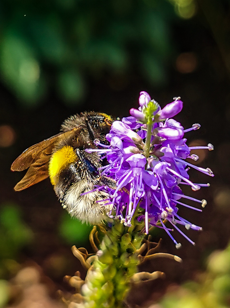 Fleißige Hummel 