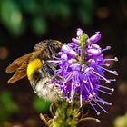 Fleißige Hummel 