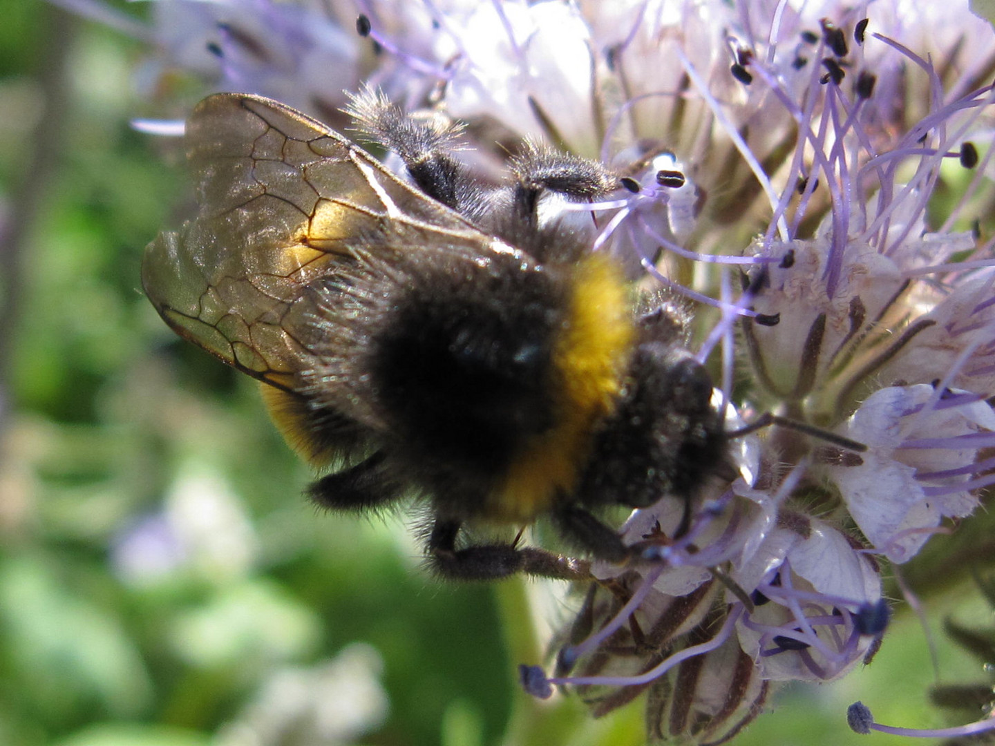 Fleißige Hummel