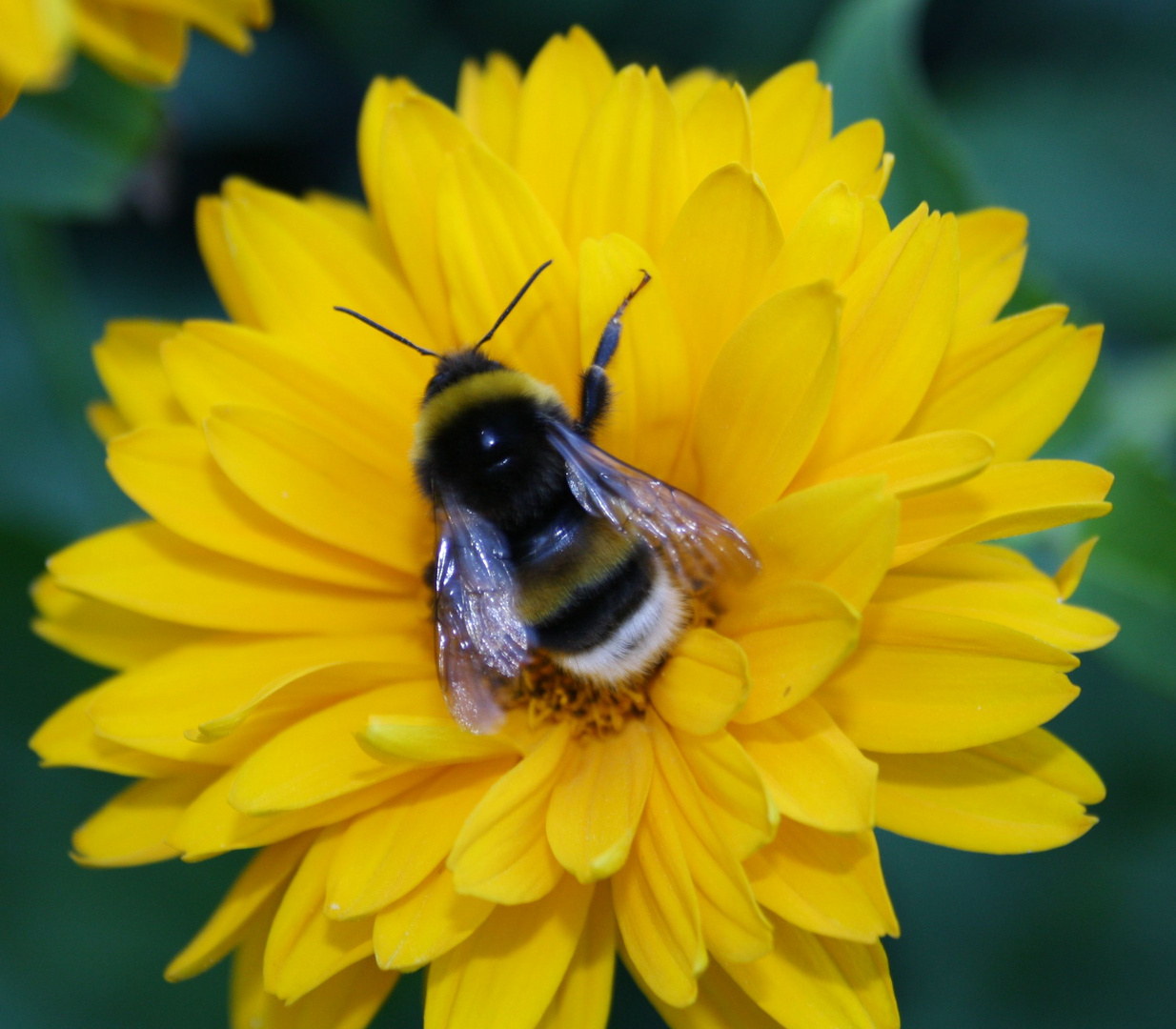 fleißige Hummel