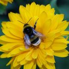 fleißige Hummel