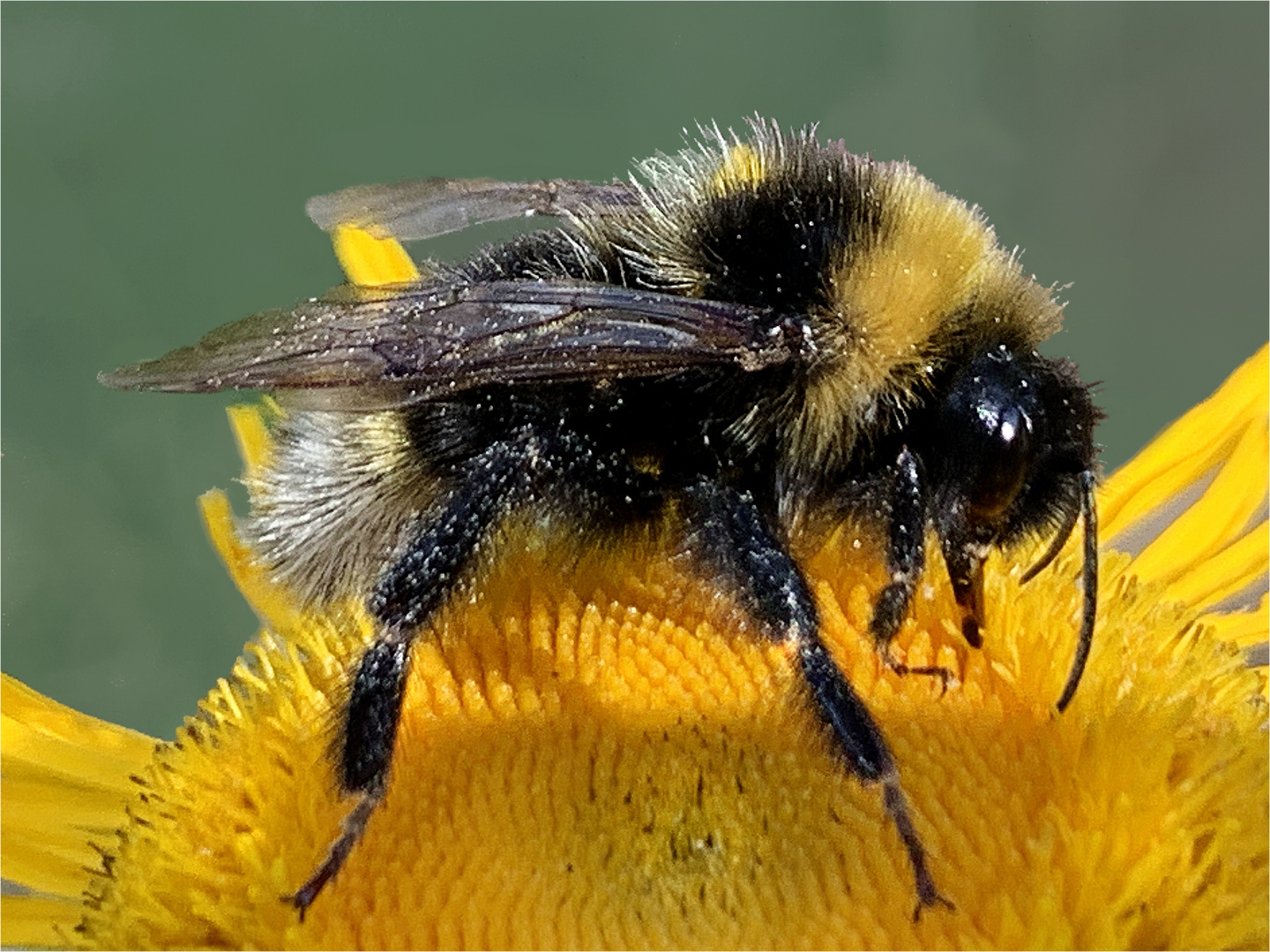 fleißige Hummel ...