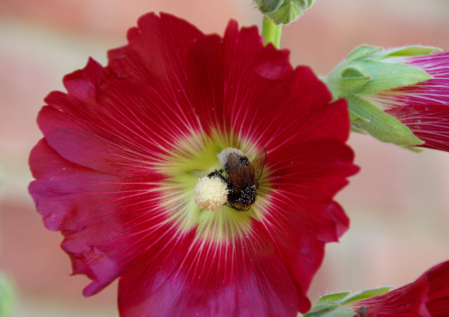 Fleißige Hummel