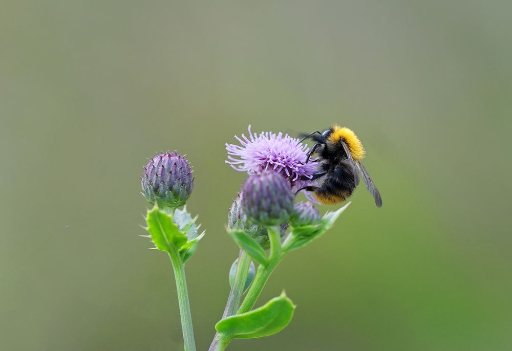 Fleißige Hummel !